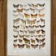 Antique color lithograph of butterflies; dimensions: height - 36.5 cm