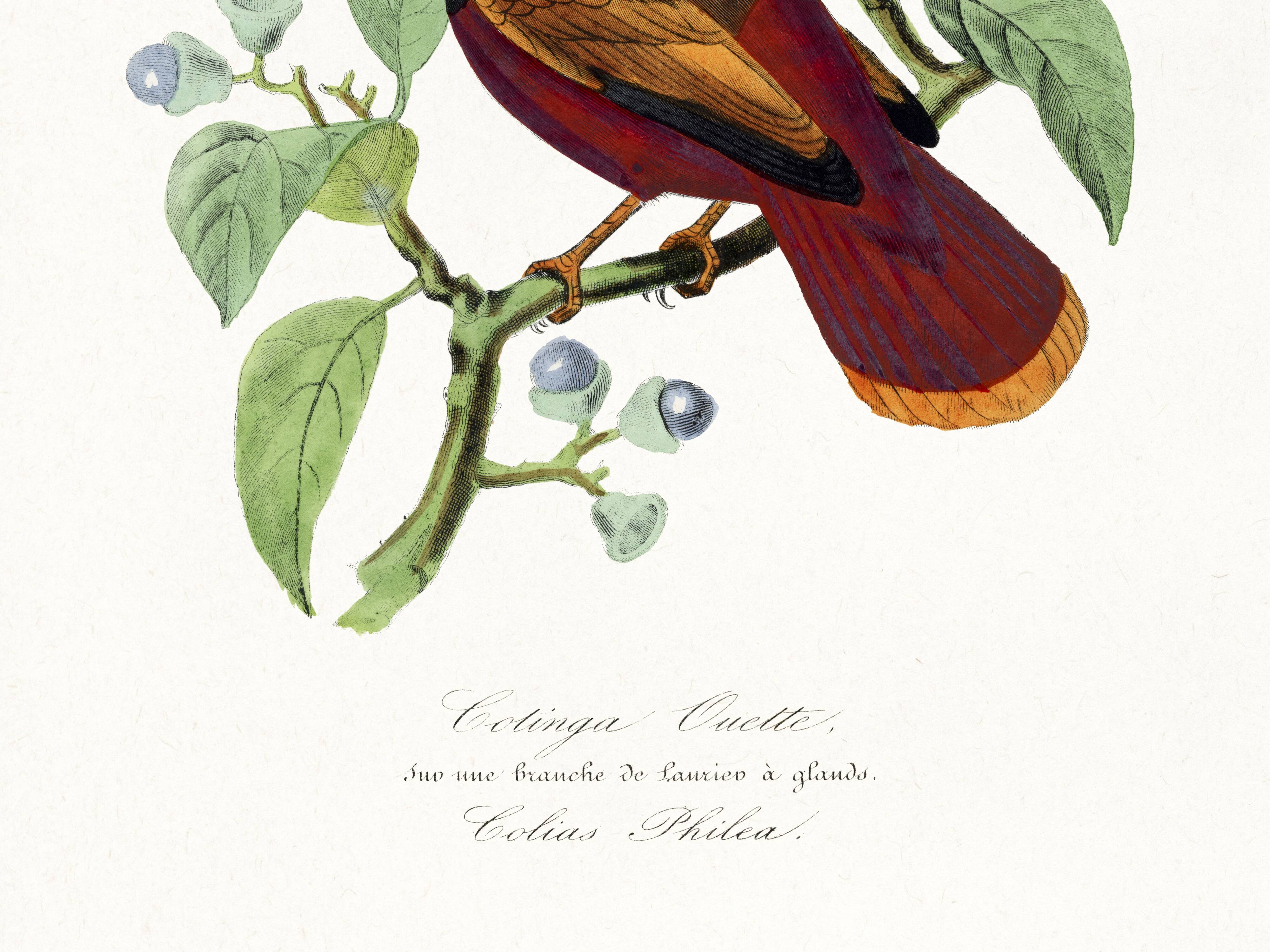 Poster on "Hummingbird and butterfly", after an old engraving from 1842.