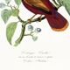 Poster on "Hummingbird and butterfly", after an old engraving from 1842.