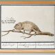 Small poster about the chameleon, after an old engraving from 1610.