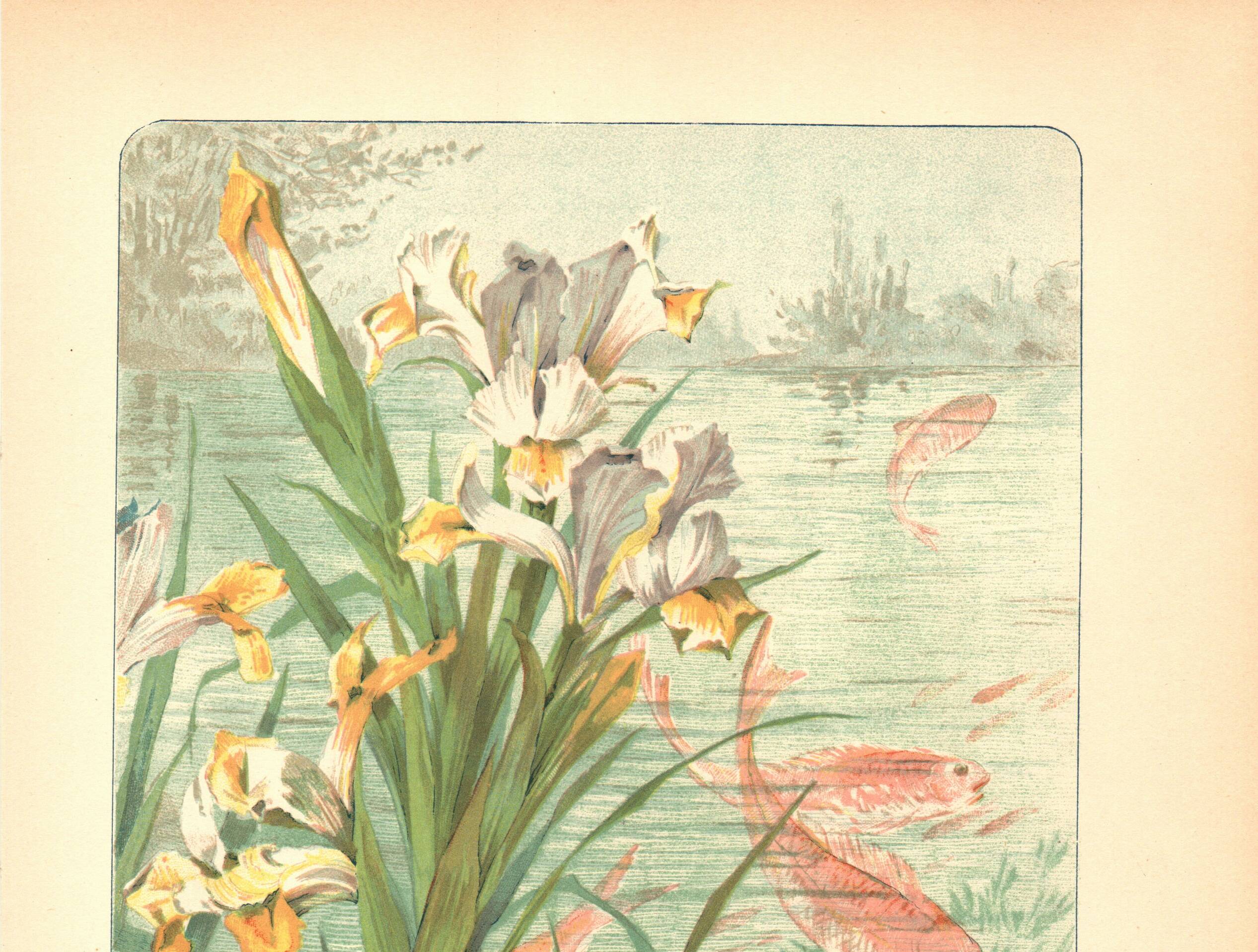 Art Nouveau engraving from 1896 - Marsh Iris and Koi Carp - by Fraipont