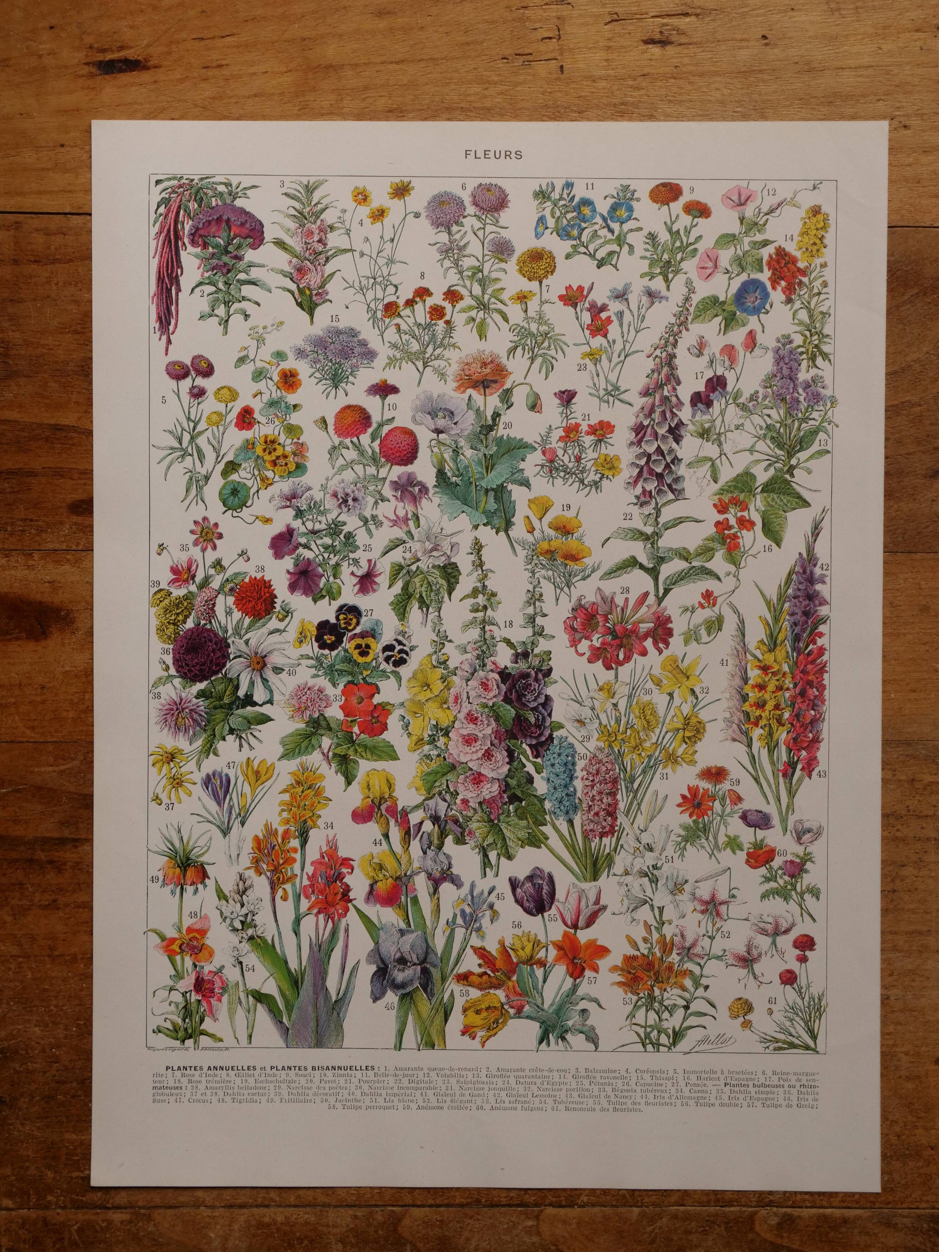 Original lithographs on flowers