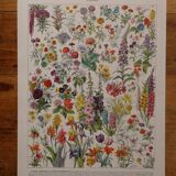 Lithographies originales sur les fleurs