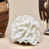 White coral, 70s