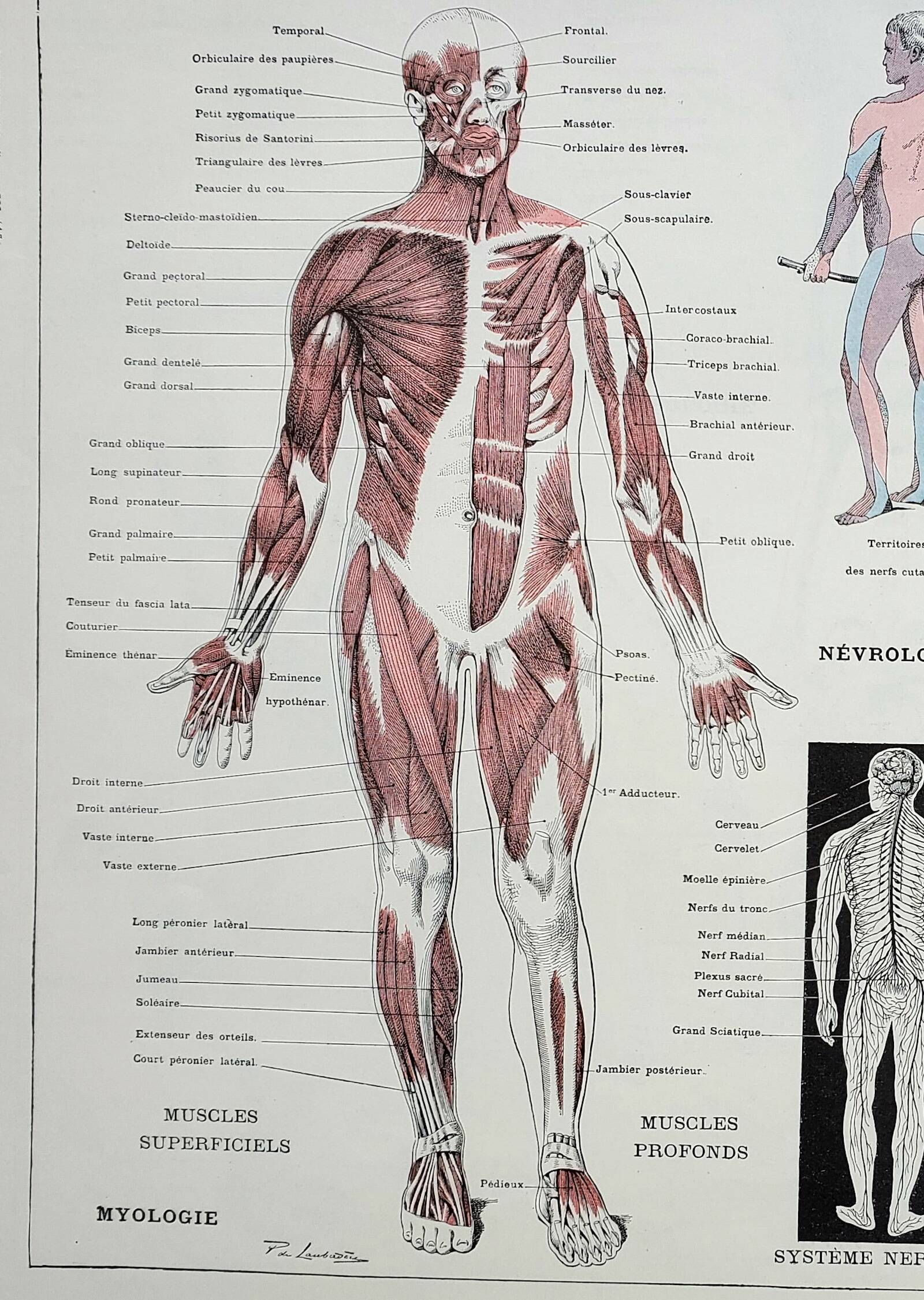 Antique engraving 1928, Man, anatomy, biology, medicine • Lithograph, original illustration