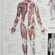 Antique engraving 1928, Man, anatomy, biology, medicine • Lithograph, original illustration