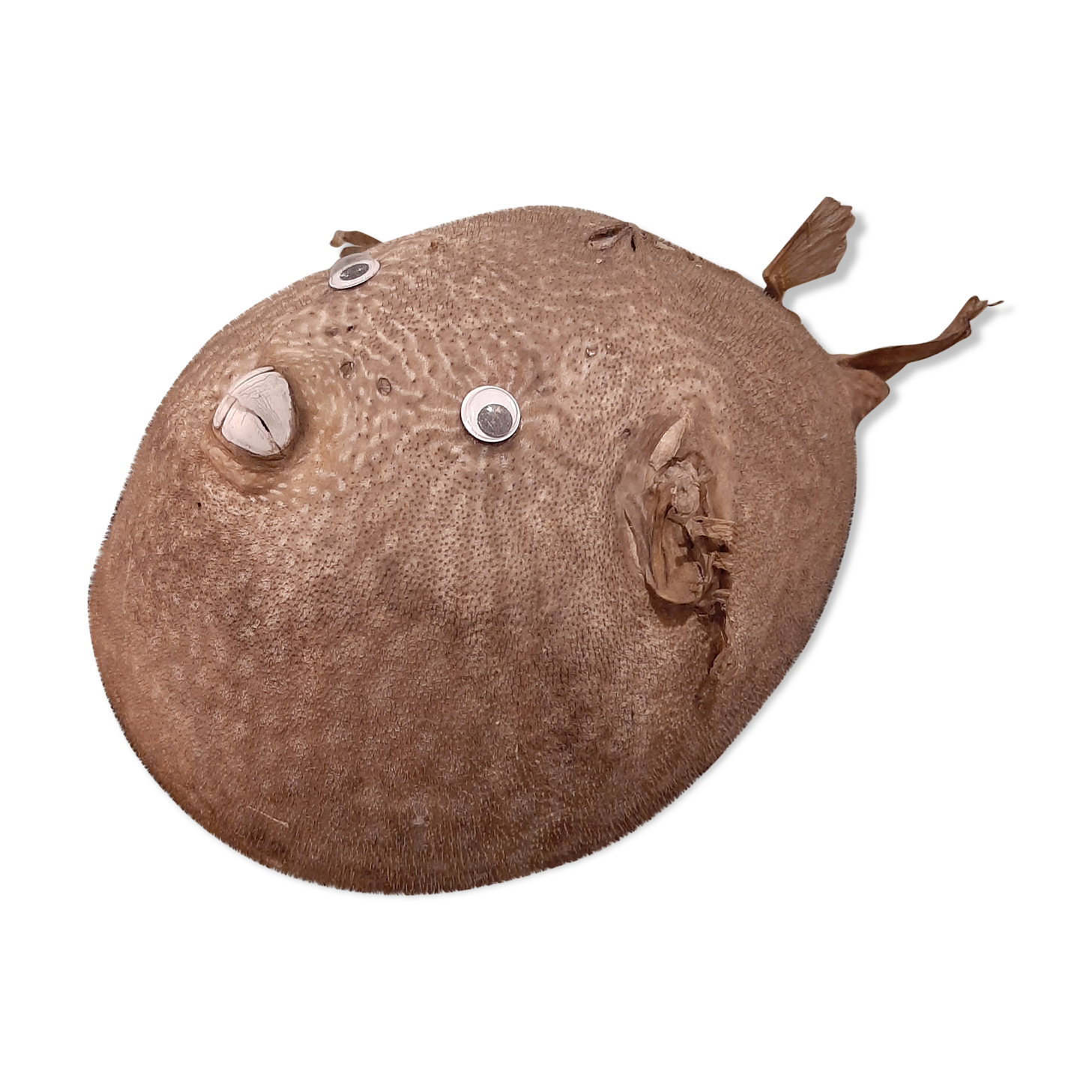 Taxidermie poisson lune
