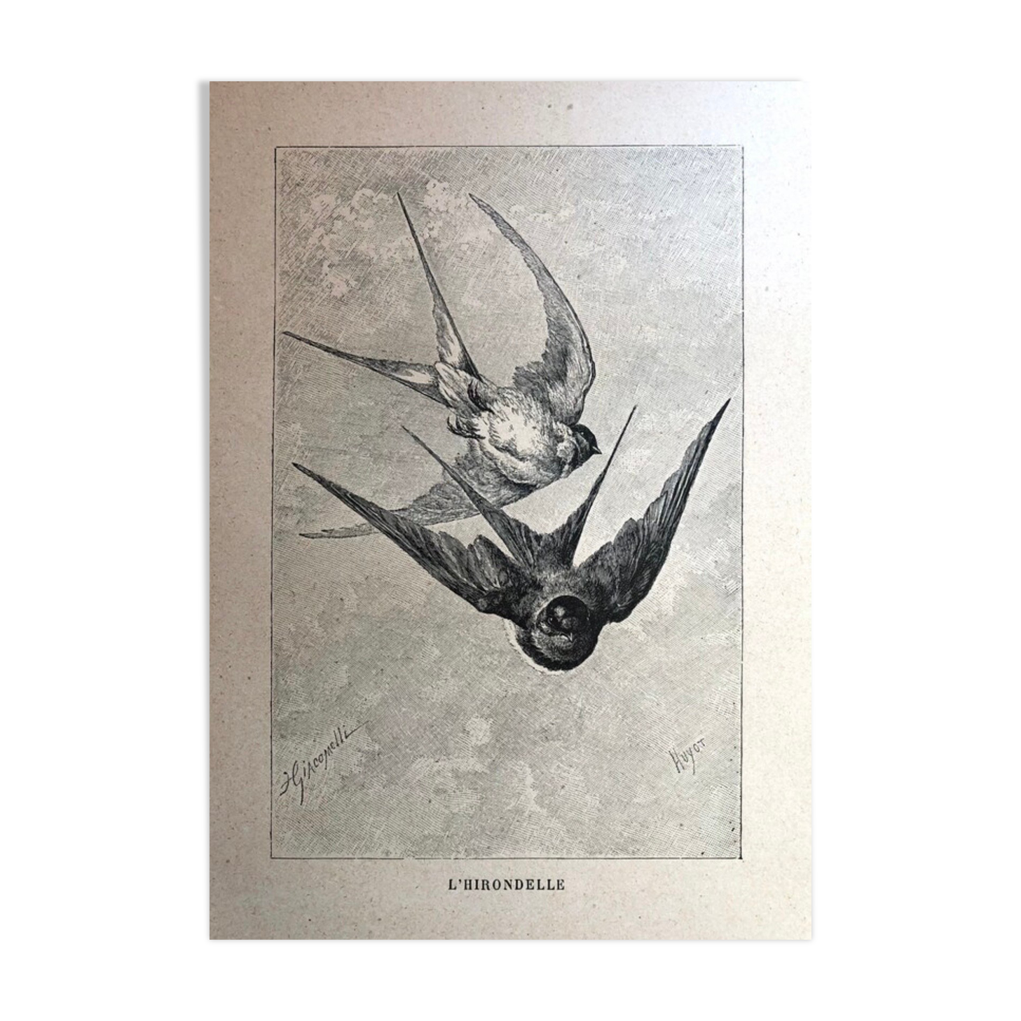 Planche illustrée de 1890 les hirondelles