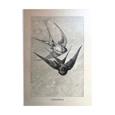 Planche illustrée de 1890 les hirondelles