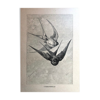 Illustrated plate of 1890 Les Hirondelles