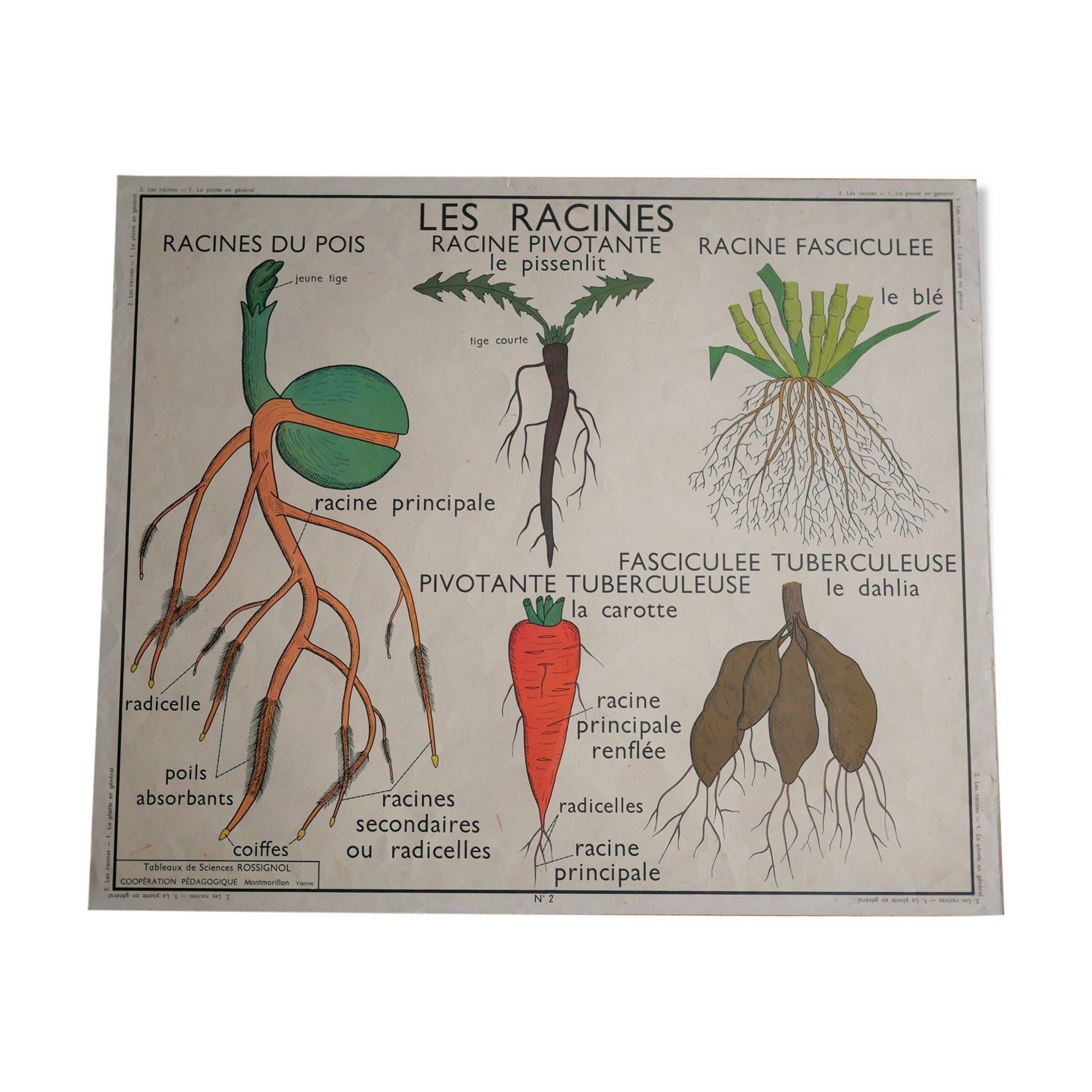 Vintage school botanical poster "La Plante"