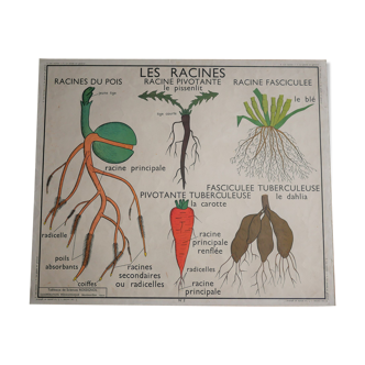 Vintage school botanical poster "La Plante"