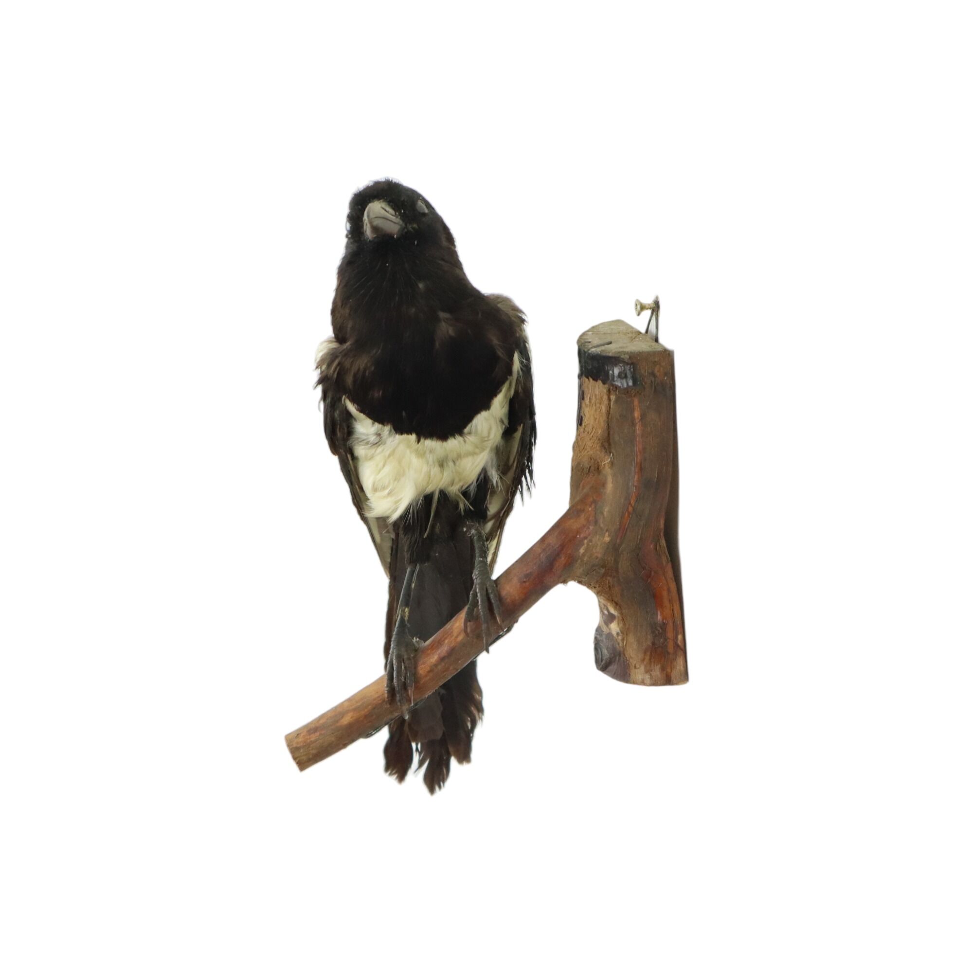 Taxidermy old stuffed bird magpie on branch wall decoration 40cm