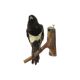 Taxidermy old stuffed bird magpie on branch wall decoration 40cm