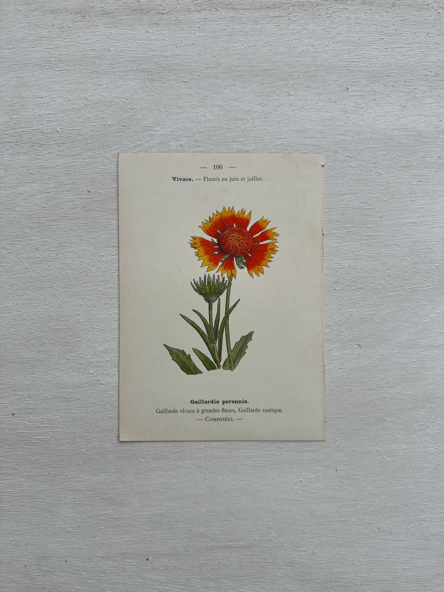 Botanical Plate 1800 Old Naturalist Engraving 19th Century Double-Sided
