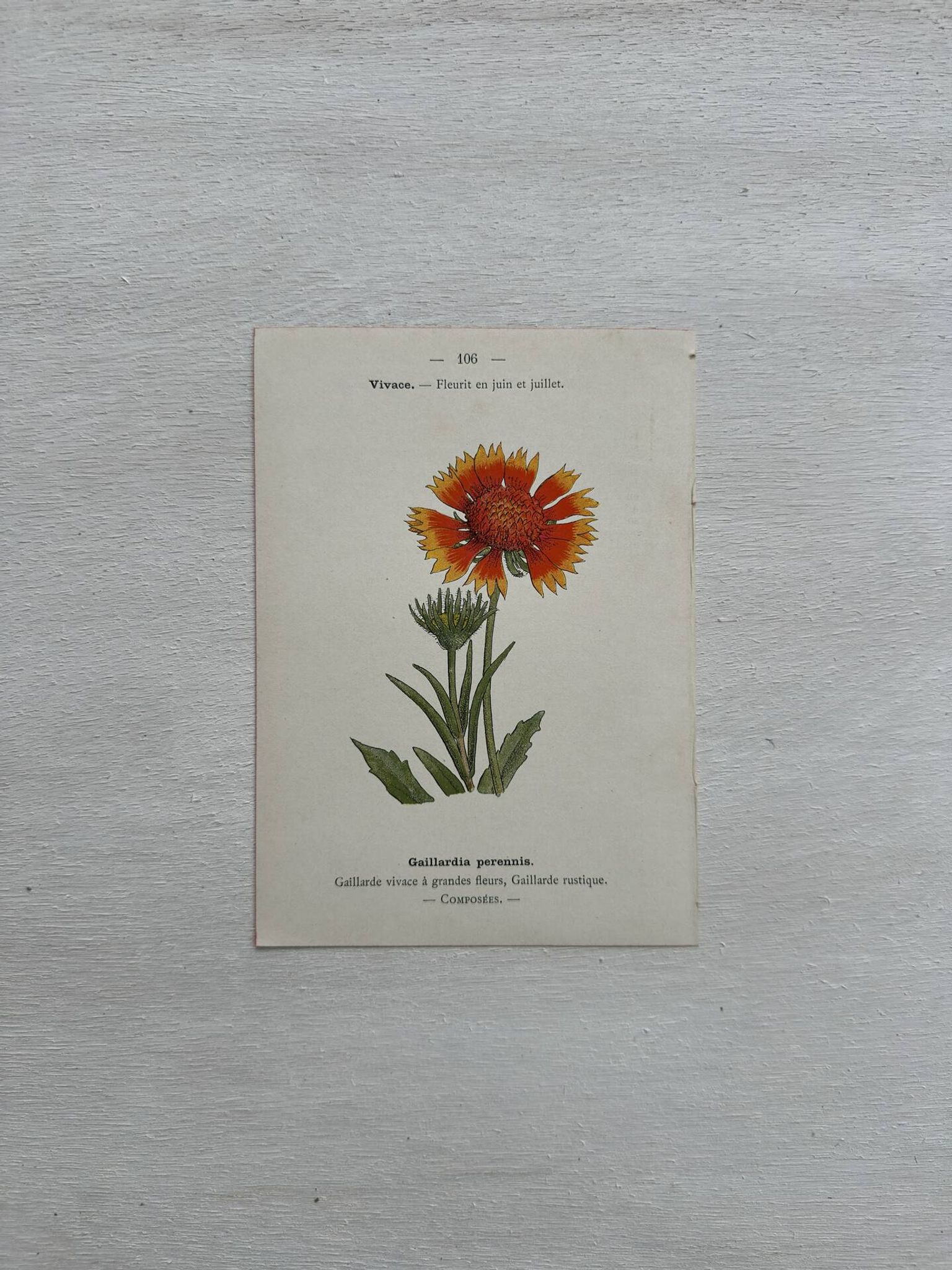 Botanical Plate 1800 Old Naturalist Engraving 19th Century Double-Sided
