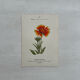 Botanical Plate 1800 Old Naturalist Engraving 19th Century Double-Sided