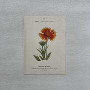 Botanical Plate 1800 Old Naturalist Engraving 19th Century Double-Sided