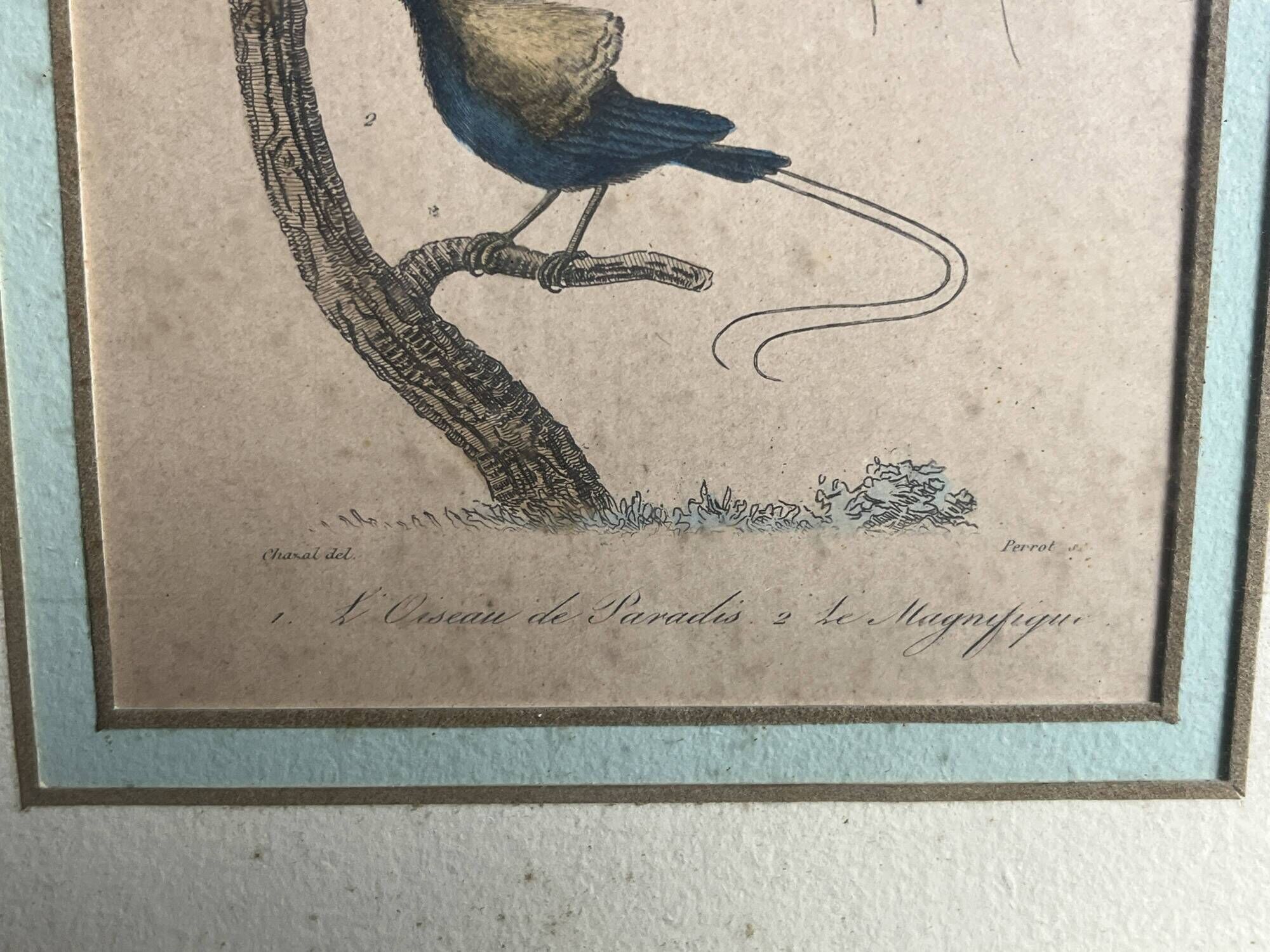 Pair of zoological engravings of birds by Fournier and Perrot, 19th century.