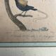 Pair of zoological engravings of birds by Fournier and Perrot, 19th century.