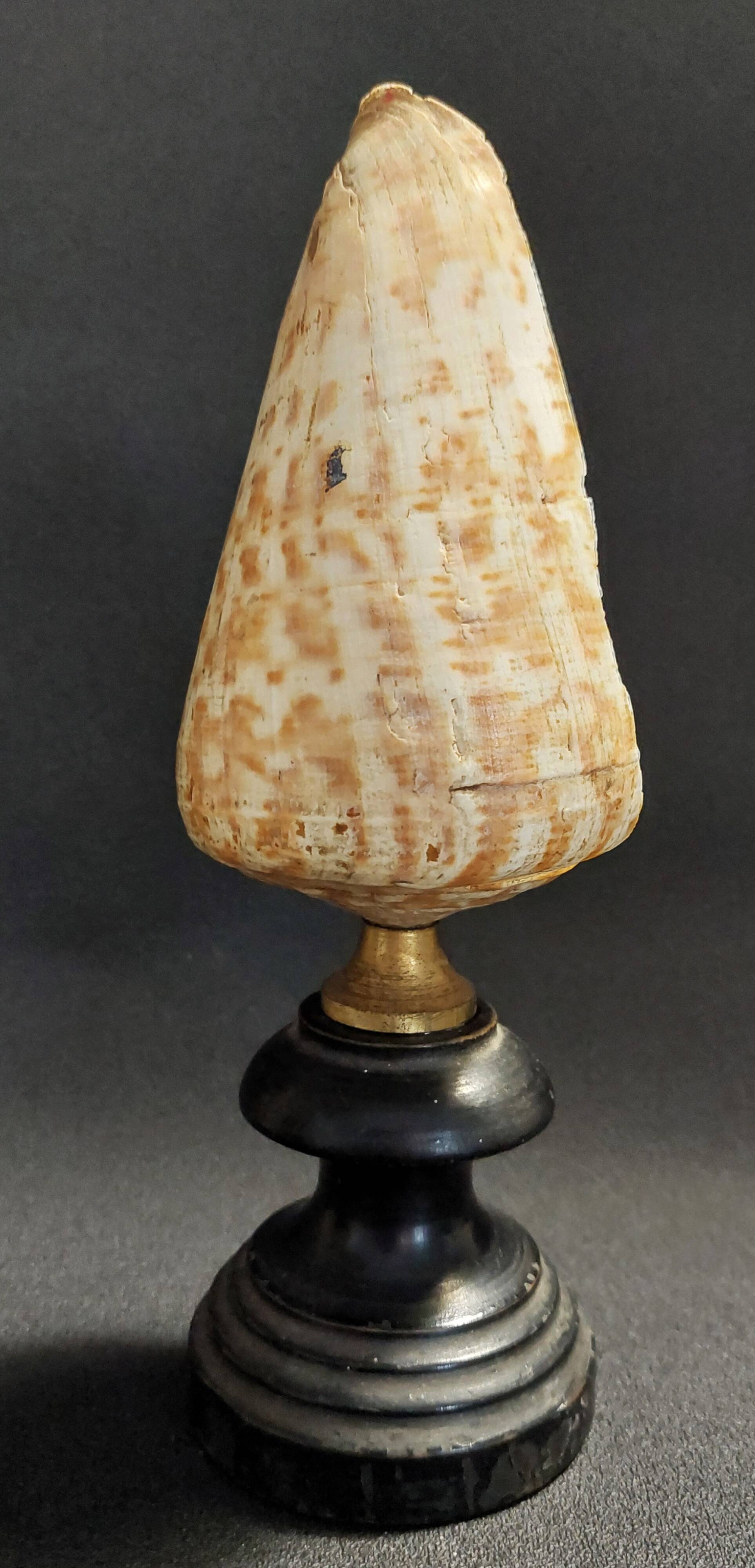 Cabinet of Curiosities Conus Pulcher Shell on Base