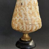 Cabinet de Curiosités coquillage conus pulcher sur socle