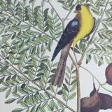 Antique bird engraving - Goldfinch - Vintage nature plate by Seligmann