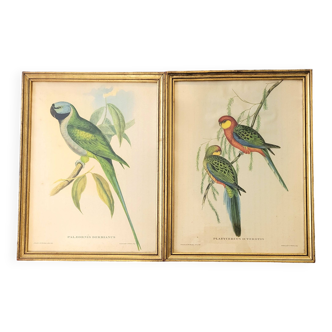 2 lithographies Oiseaux, Gould et Richter