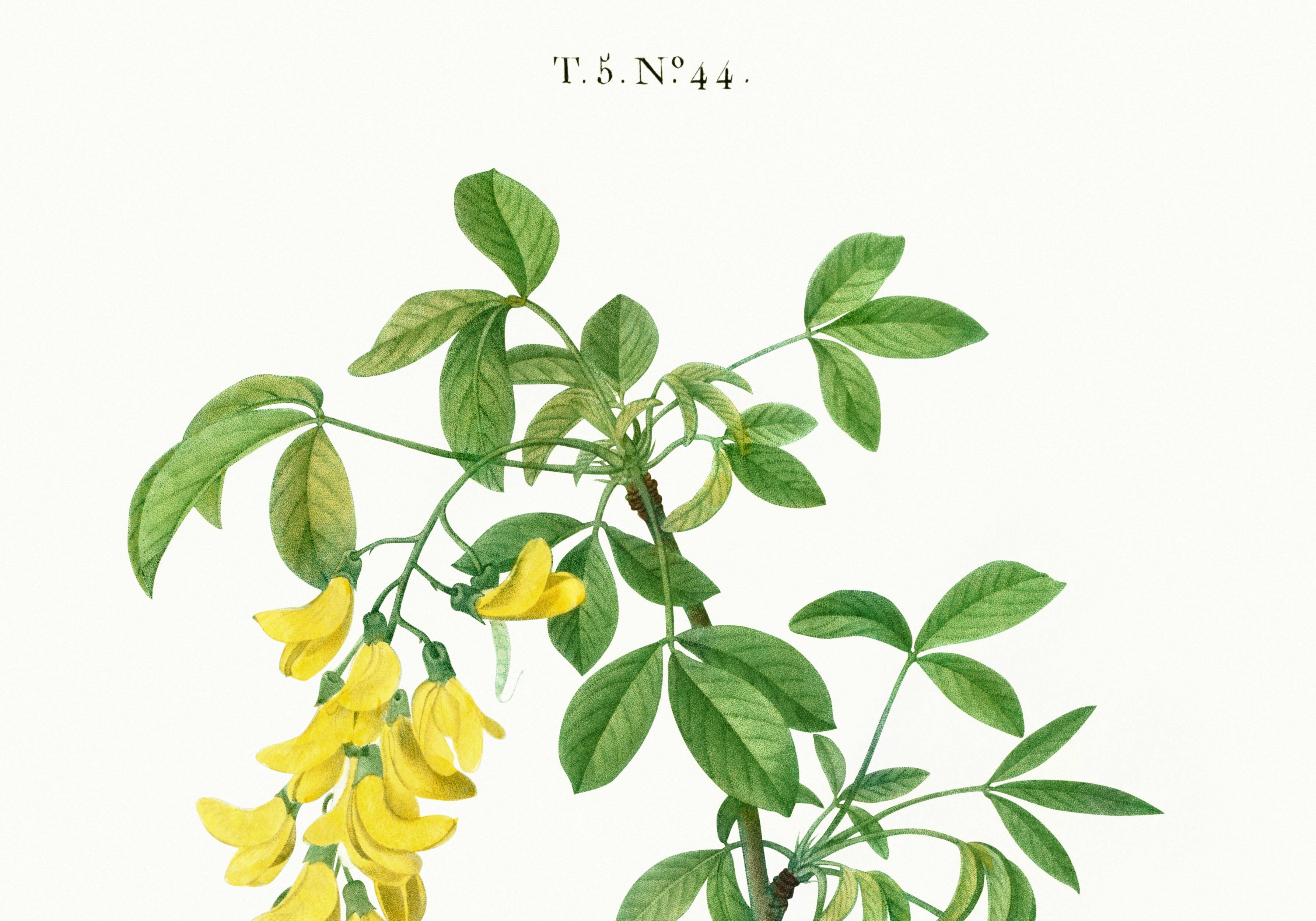 Botanical poster of the Alpine Laburnum, after an old engraving