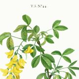 Botanical poster of the Alpine Laburnum, after an old engraving