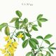 Botanical poster of the Alpine Laburnum, after an old engraving