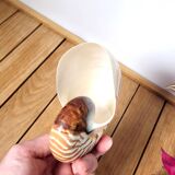 Nautilus shell or nautilus curiosity 6.5cm