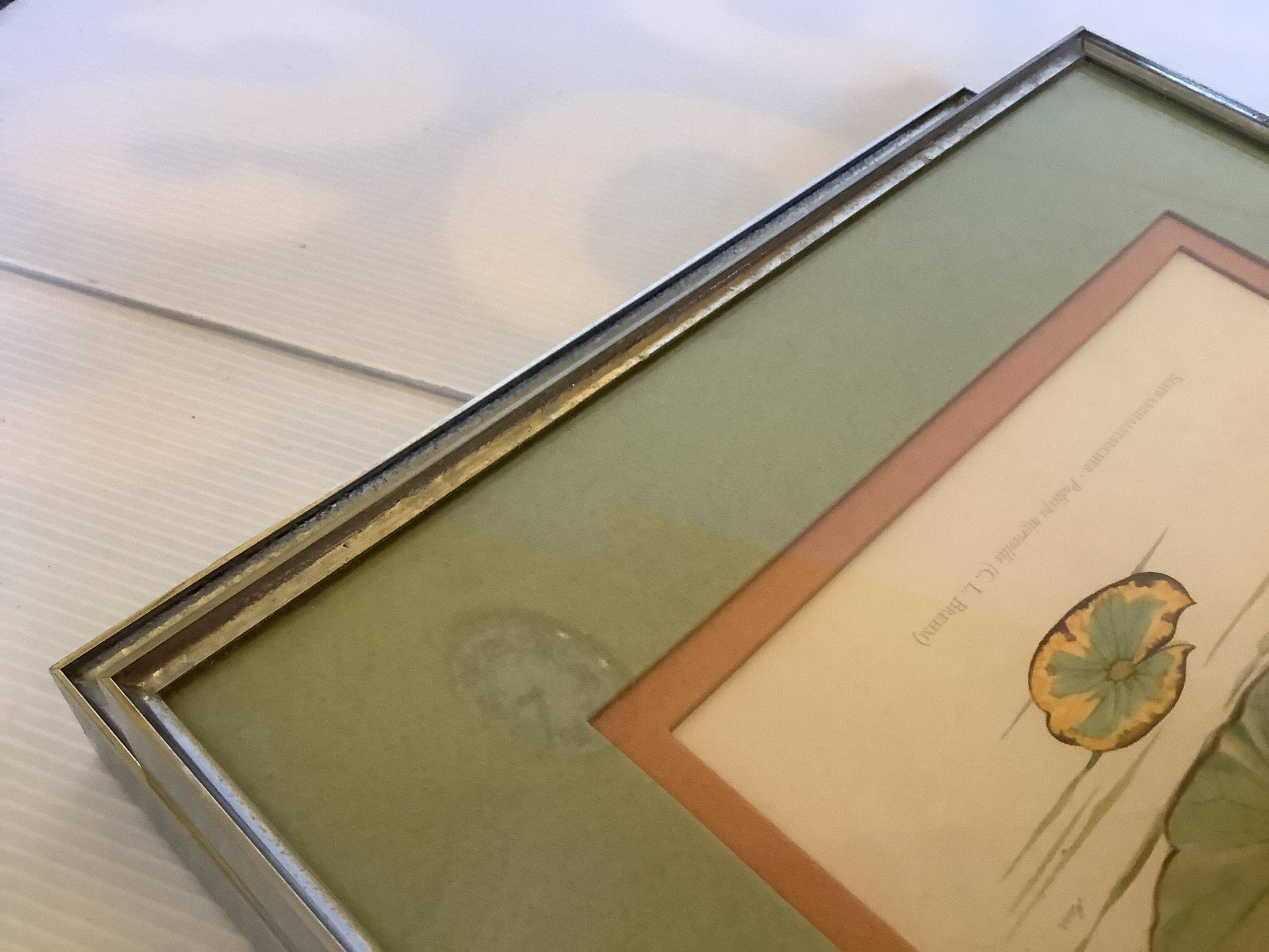 Pair of framed bird illustrations