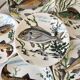 Lot de 6 assiettes plates poissons Gien Chambord années 50