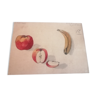 Dessin d'école années 20 "Pomme ,banane"