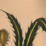 Plat biscuit à décor de cactus