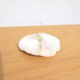 Corail ancien Fungia ou Coussin de requin