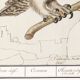 Small poster about the Owl, after an old engraving from 1610.