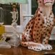 Ceramic leopard 70s