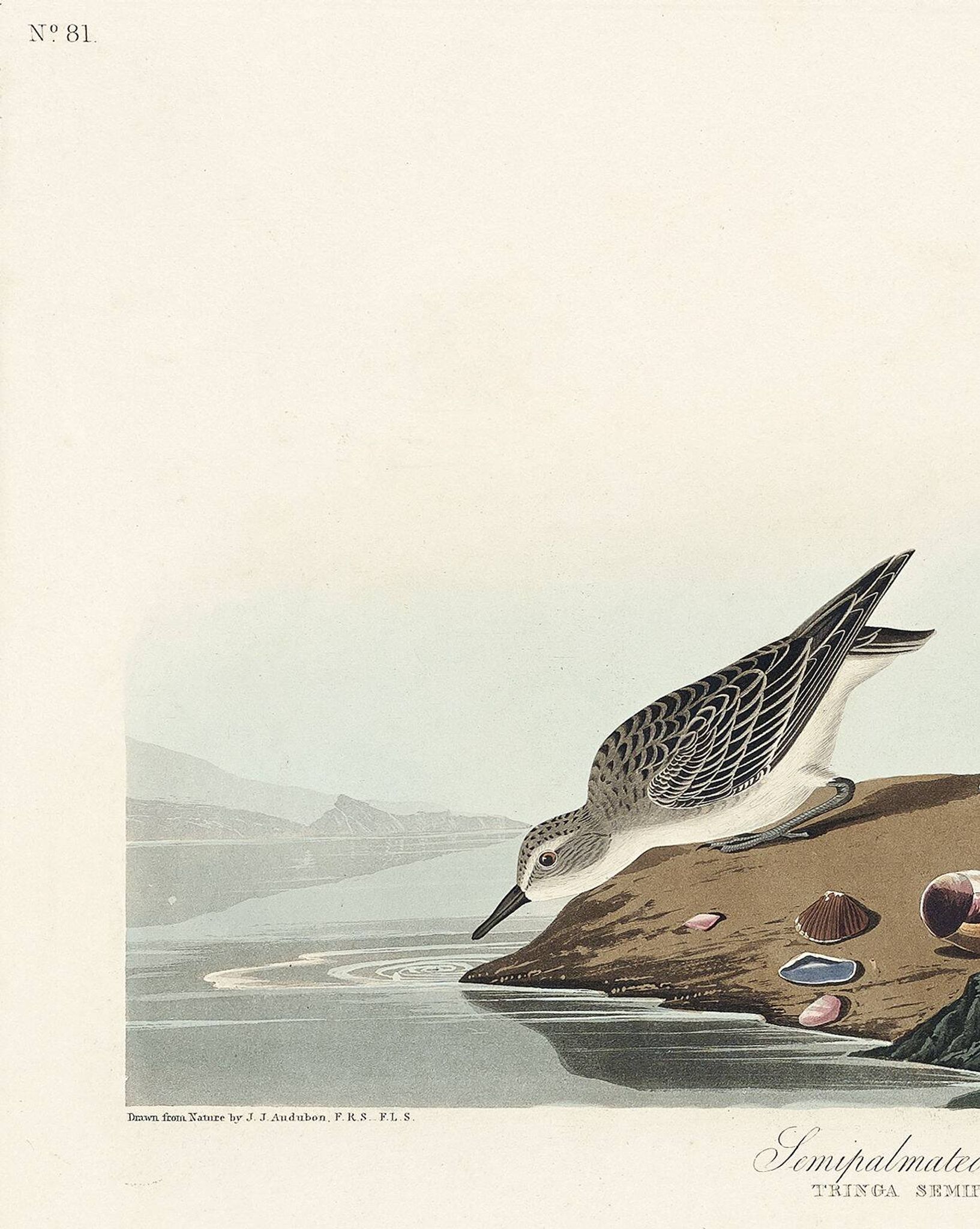 Poster about the Semipalmated Sandpiper, based on an old engraving from 1827.