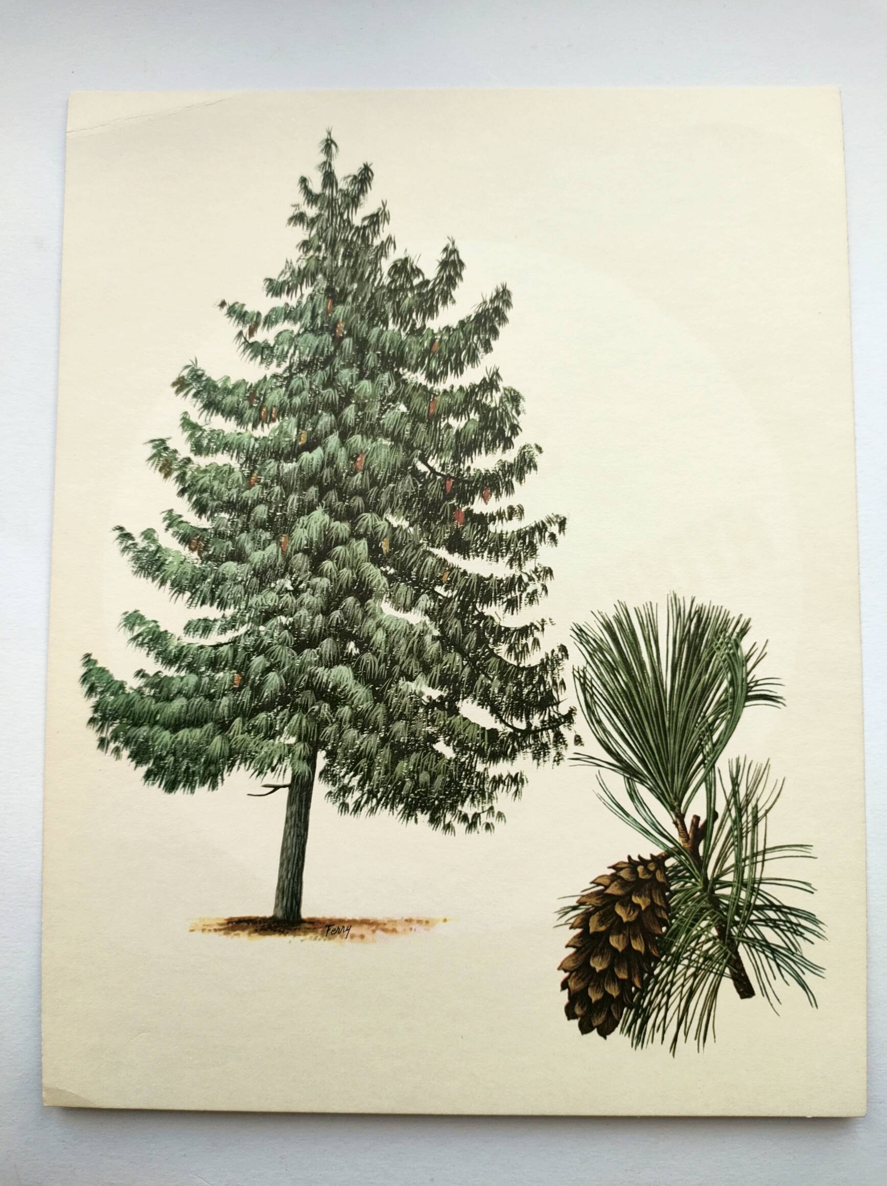 Illustration Pin Weymouth - Vintage Nature Botanical Tree Board 60s