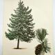 Illustration Pin Weymouth - Vintage Nature Botanical Tree Board 60s
