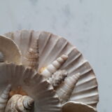 Mirror shells old