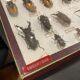 Boîte entomologie vitrine insectes