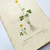 Antique botanical engraving from 1829 - Lapland buttercup - By PA Poiteau