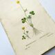 Antique botanical engraving from 1829 - Lapland buttercup - By PA Poiteau