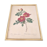 Golden frame lithograph dreaded flower