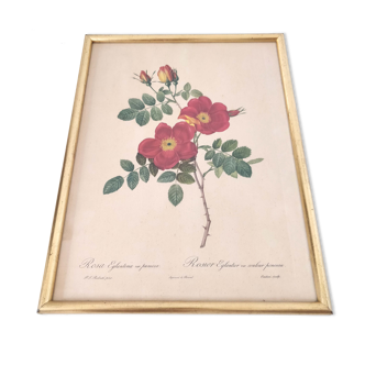 Cadre doré lithographie fleur redouté