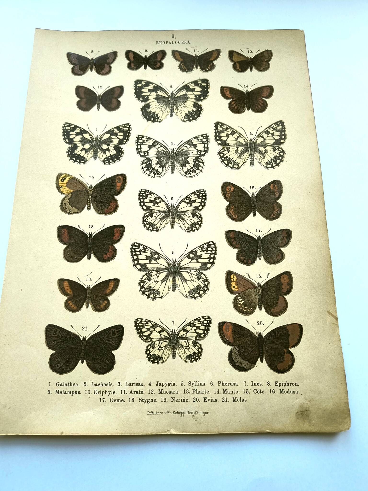 Antique print of Butterflies - Lithograph from 1887 - Galatha