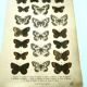 Gravure ancienne de Papillons - Lithographie de 1887 - Galatha